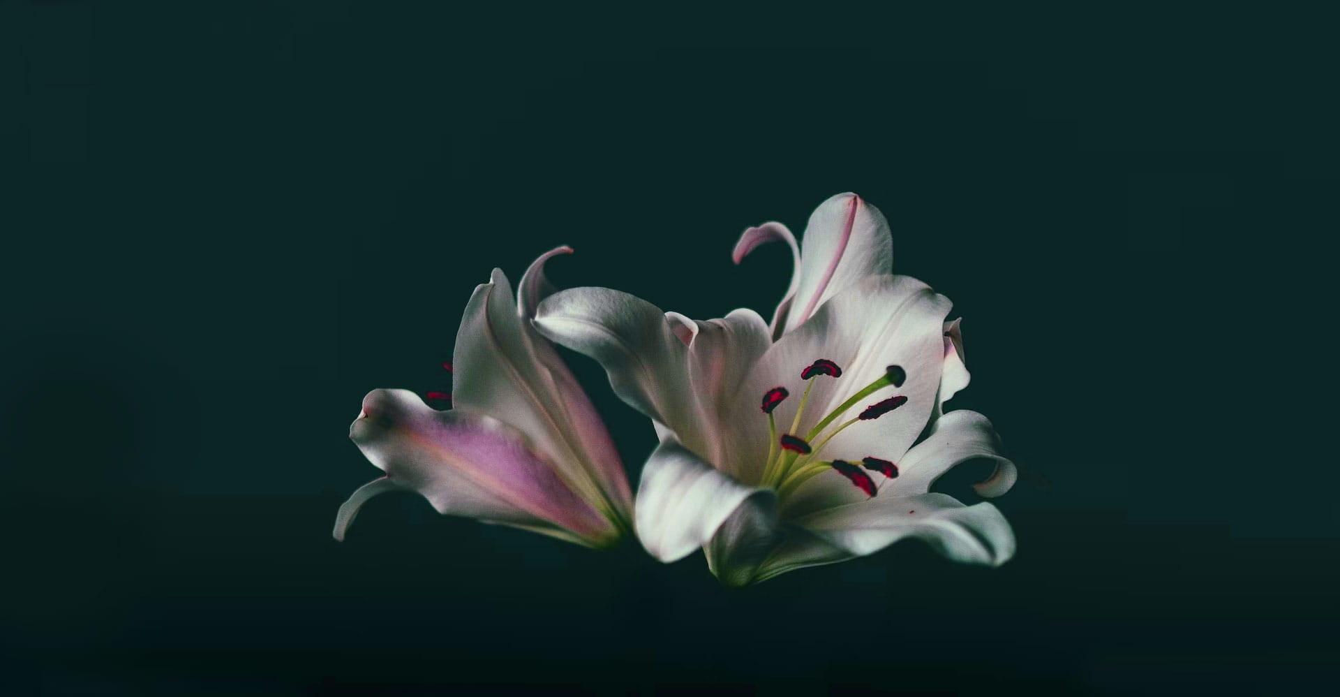 lily flower photo