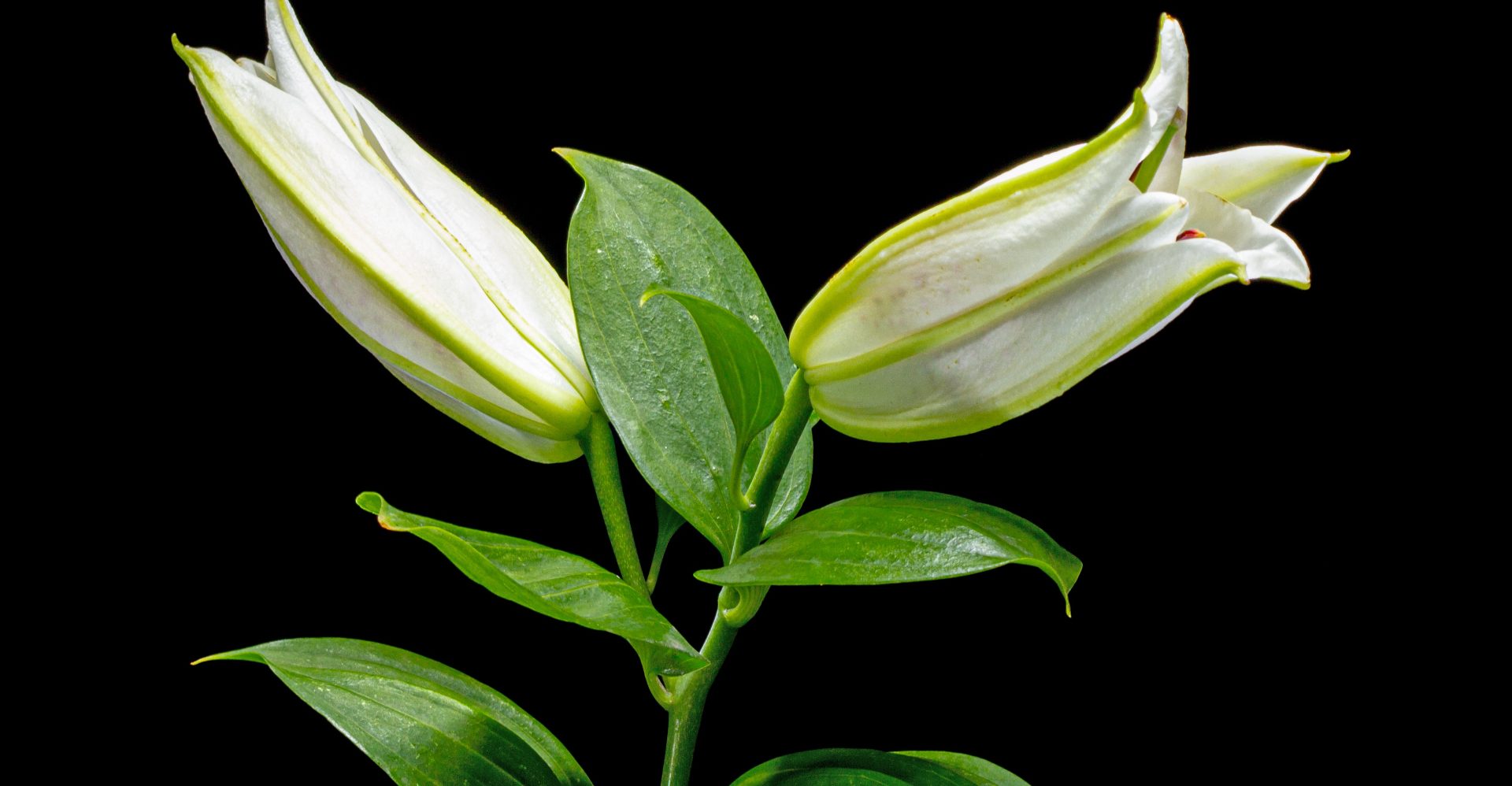 white-lily-flowers-with-green-leaves-on-black-2026-03-10-01-07-28-utc-min